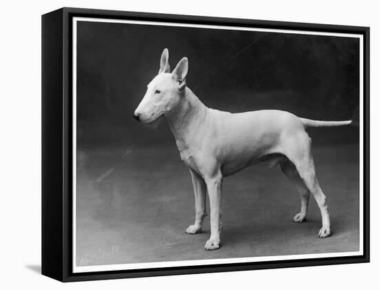 Champion Lattiford Premier He Stands Gazing into the Distance-null-Framed Stretched Canvas