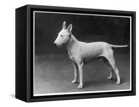 Champion Lattiford Premier He Stands Gazing into the Distance-null-Framed Stretched Canvas