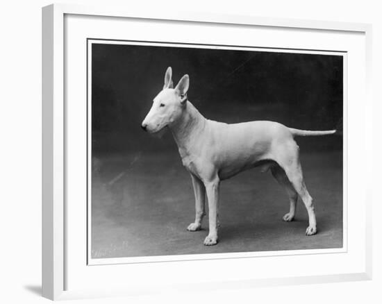 Champion Lattiford Premier He Stands Gazing into the Distance-null-Framed Photographic Print