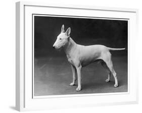 Champion Lattiford Premier He Stands Gazing into the Distance-null-Framed Photographic Print