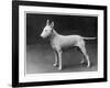 Champion Lattiford Premier He Stands Gazing into the Distance-null-Framed Photographic Print