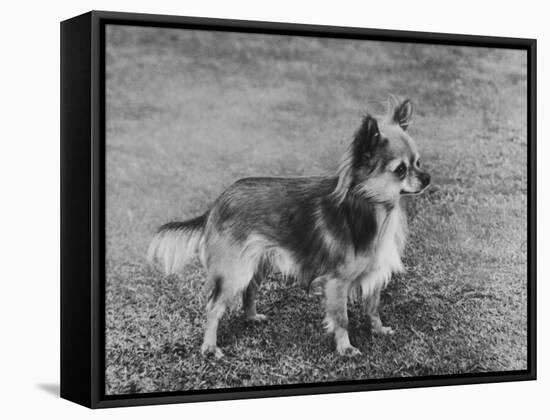 Champion Rozavel Wolf Cub Owner: Gray-Thomas Fall-Framed Stretched Canvas