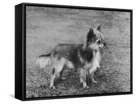 Champion Rozavel Wolf Cub Owner: Gray-Thomas Fall-Framed Stretched Canvas