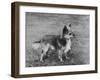 Champion Rozavel Wolf Cub Owner: Gray-Thomas Fall-Framed Photographic Print