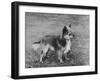 Champion Rozavel Wolf Cub Owner: Gray-Thomas Fall-Framed Photographic Print