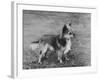 Champion Rozavel Wolf Cub Owner: Gray-Thomas Fall-Framed Photographic Print