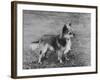 Champion Rozavel Wolf Cub Owner: Gray-Thomas Fall-Framed Photographic Print