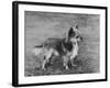 Champion Rozavel Wolf Cub Owner: Gray-Thomas Fall-Framed Photographic Print