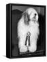 Champion Sheepdog, New York, New York, February, 1947 (b/w photo)-null-Framed Stretched Canvas