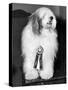 Champion Sheepdog, New York, New York, February, 1947 (b/w photo)-null-Stretched Canvas