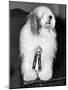 Champion Sheepdog, New York, New York, February, 1947 (b/w photo)-null-Mounted Photographic Print