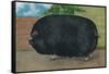 Champion Sow-null-Framed Stretched Canvas