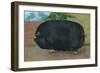 Champion Sow-null-Framed Art Print