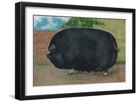 Champion Sow-null-Framed Art Print