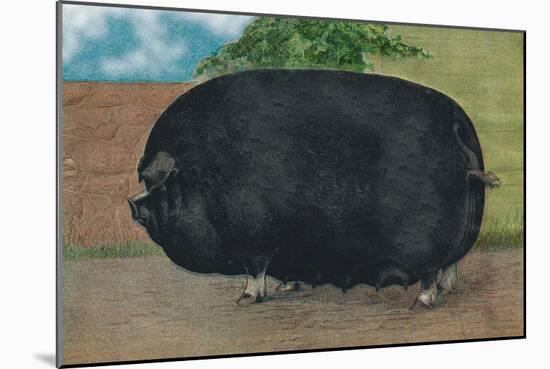 Champion Sow-null-Mounted Art Print