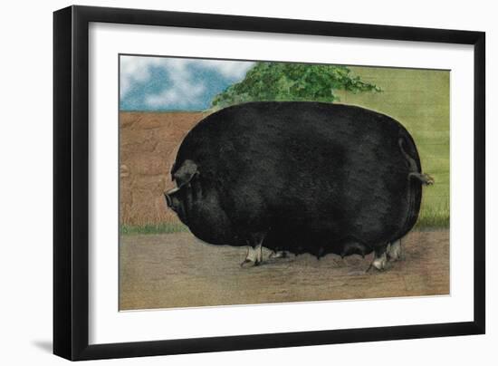 Champion Sow-null-Framed Art Print