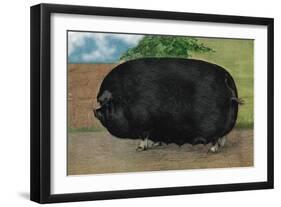 Champion Sow-null-Framed Art Print