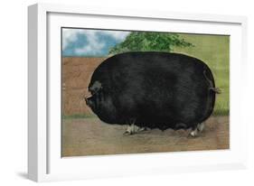 Champion Sow-null-Framed Art Print