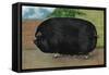 Champion Sow-null-Framed Stretched Canvas