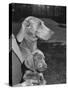 Champion Weimaraner and her 8-week-old male puppy with proud owner Mrs. Harold Goldsmith.-Bernard Hoffman-Stretched Canvas