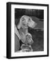 Champion Weimaraner and her 8-week-old male puppy with proud owner Mrs. Harold Goldsmith.-Bernard Hoffman-Framed Photographic Print