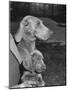 Champion Weimaraner and her 8-week-old male puppy with proud owner Mrs. Harold Goldsmith.-Bernard Hoffman-Mounted Photographic Print