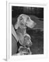 Champion Weimaraner and her 8-week-old male puppy with proud owner Mrs. Harold Goldsmith.-Bernard Hoffman-Framed Photographic Print