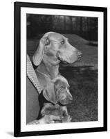 Champion Weimaraner and her 8-week-old male puppy with proud owner Mrs. Harold Goldsmith.-Bernard Hoffman-Framed Photographic Print