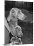 Champion Weimaraner and her 8-week-old male puppy with proud owner Mrs. Harold Goldsmith.-Bernard Hoffman-Mounted Photographic Print