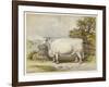 Champion White Shorthorn Heifer Exhibited at Smithfield December 1874-null-Framed Art Print