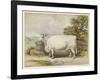 Champion White Shorthorn Heifer Exhibited at Smithfield December 1874-null-Framed Art Print