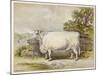 Champion White Shorthorn Heifer Exhibited at Smithfield December 1874-null-Mounted Art Print