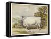 Champion White Shorthorn Heifer Exhibited at Smithfield December 1874-null-Framed Stretched Canvas