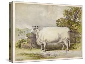 Champion White Shorthorn Heifer Exhibited at Smithfield December 1874-null-Stretched Canvas