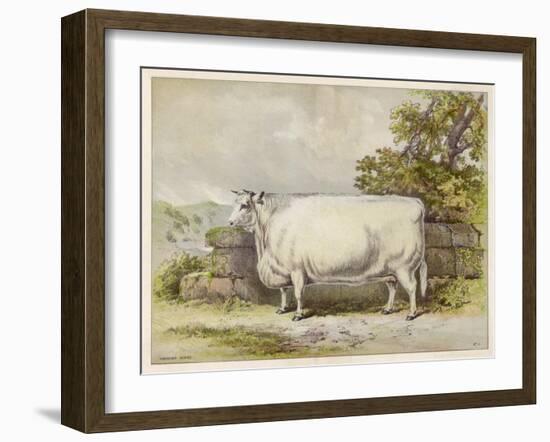 Champion White Shorthorn Heifer Exhibited at Smithfield December 1874-null-Framed Art Print