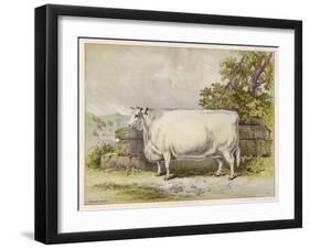 Champion White Shorthorn Heifer Exhibited at Smithfield December 1874-null-Framed Art Print