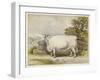 Champion White Shorthorn Heifer Exhibited at Smithfield December 1874-null-Framed Art Print
