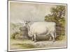 Champion White Shorthorn Heifer Exhibited at Smithfield December 1874-null-Mounted Art Print