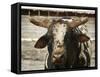 Championship Bulls at the Mequite Rodeo Ranch-Tim Sharp-Framed Stretched Canvas