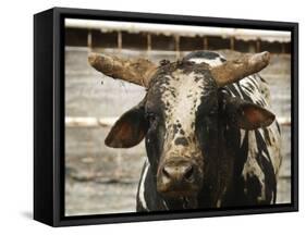 Championship Bulls at the Mequite Rodeo Ranch-Tim Sharp-Framed Stretched Canvas