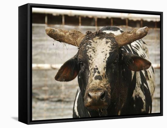 Championship Bulls at the Mequite Rodeo Ranch-Tim Sharp-Framed Stretched Canvas