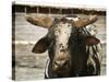 Championship Bulls at the Mequite Rodeo Ranch-Tim Sharp-Stretched Canvas