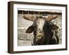 Championship Bulls at the Mequite Rodeo Ranch-Tim Sharp-Framed Premium Photographic Print