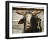 Championship Bulls at the Mequite Rodeo Ranch-Tim Sharp-Framed Premium Photographic Print