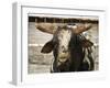 Championship Bulls at the Mequite Rodeo Ranch-Tim Sharp-Framed Premium Photographic Print