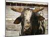 Championship Bulls at the Mequite Rodeo Ranch-Tim Sharp-Mounted Premium Photographic Print