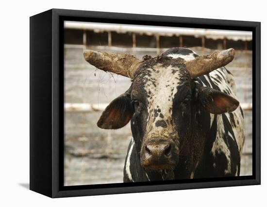 Championship Bulls at the Mequite Rodeo Ranch-Tim Sharp-Framed Stretched Canvas