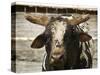 Championship Bulls at the Mequite Rodeo Ranch-Tim Sharp-Stretched Canvas