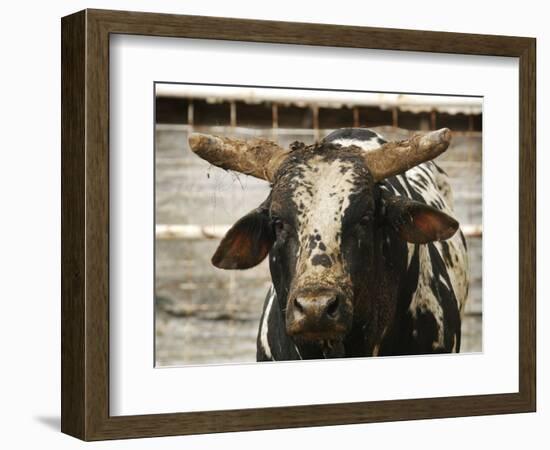 Championship Bulls at the Mequite Rodeo Ranch-Tim Sharp-Framed Photographic Print