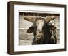 Championship Bulls at the Mequite Rodeo Ranch-Tim Sharp-Framed Photographic Print